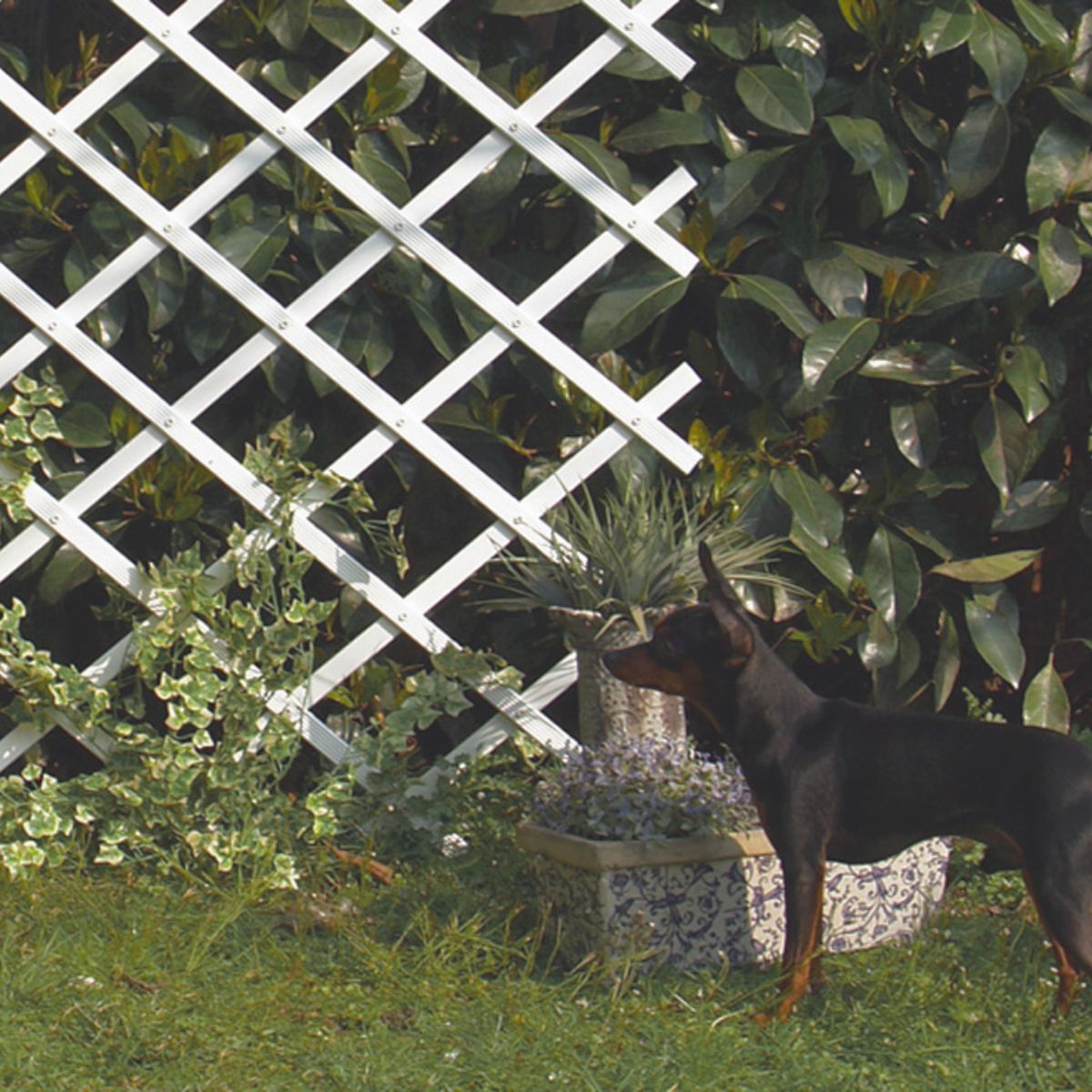 Trelliflex Nortene PVC extensible 0,5 x 1,5 m blanc