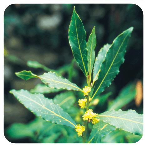 Pranarôm Laurel Essential Oil 5 ml