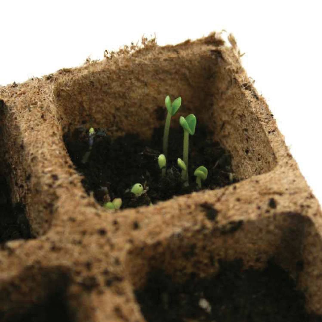 Kwadratowa taca z włókna do rozsadników Planeta Huerto 10 szt.