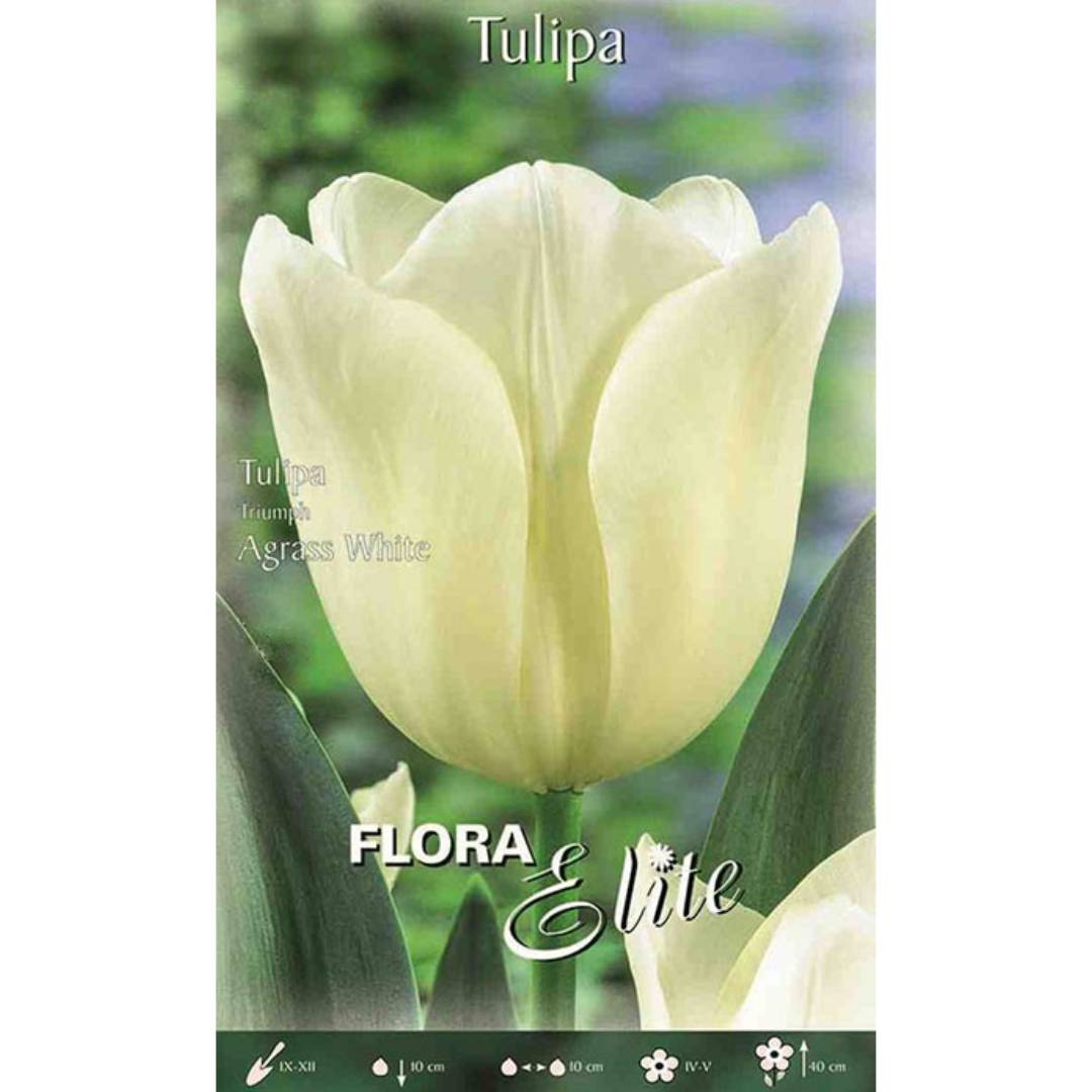 Vita tulpanlökar 7 st