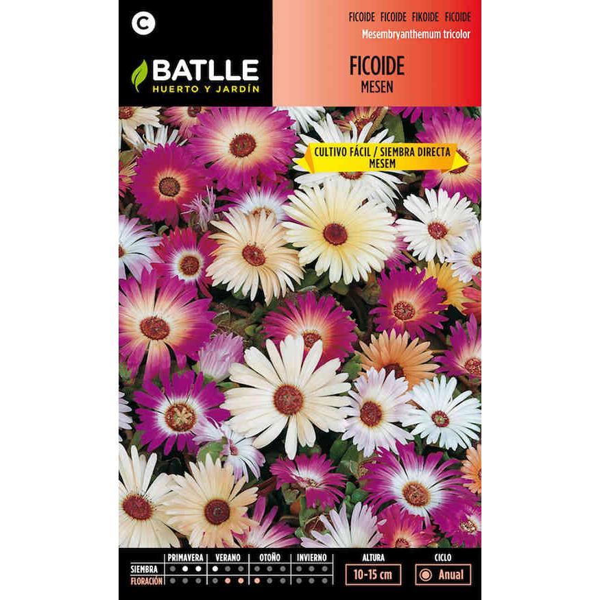 Ficoide Messen-frön