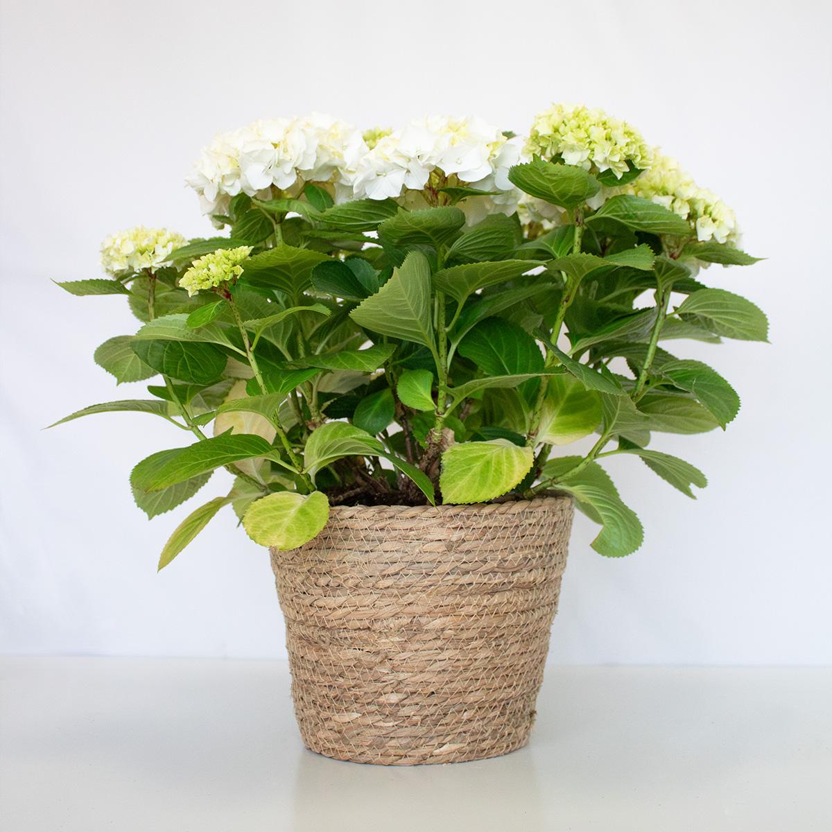 Witte hortensia 50-60 cm