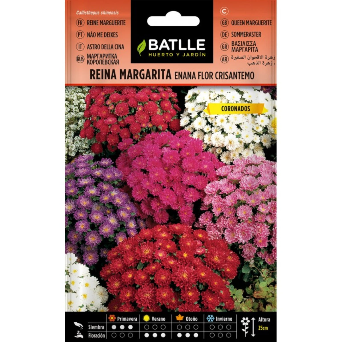 Batlle Dwarf Daisy Chrysanthemum Flower Seeds