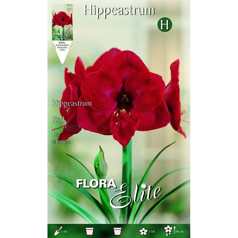 Bulbo Amarilis rosso 1 pz