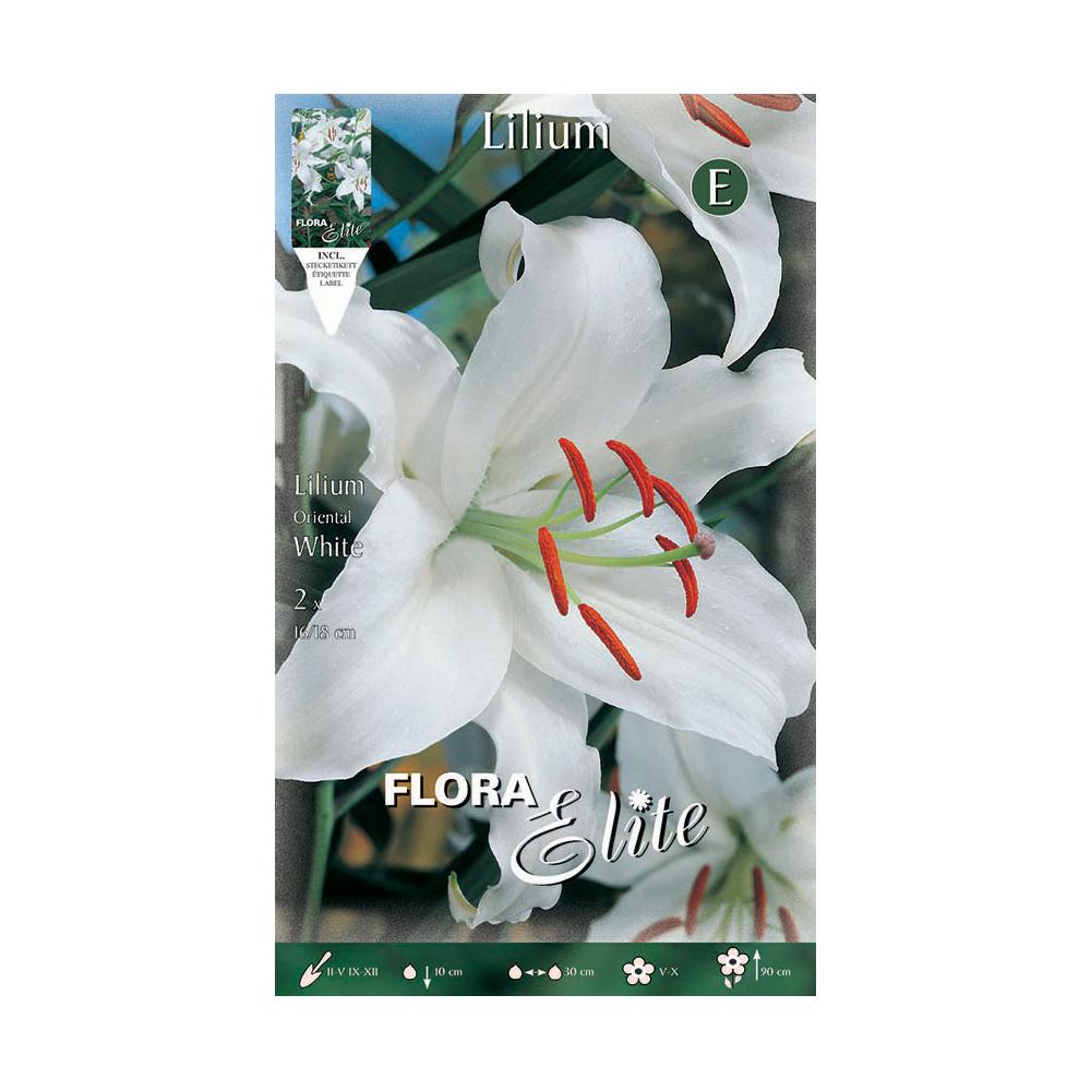 Weiße Orientalische Lilium-Zwiebel, 2 Stück