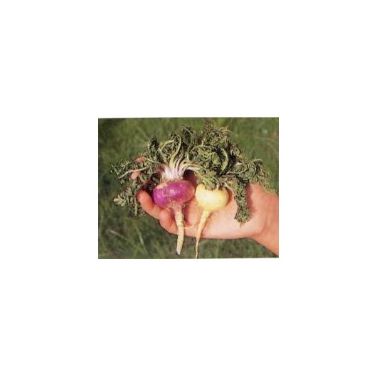 Ecologische Maca Andina-capsules 500 mg Marnys, 60 stuks