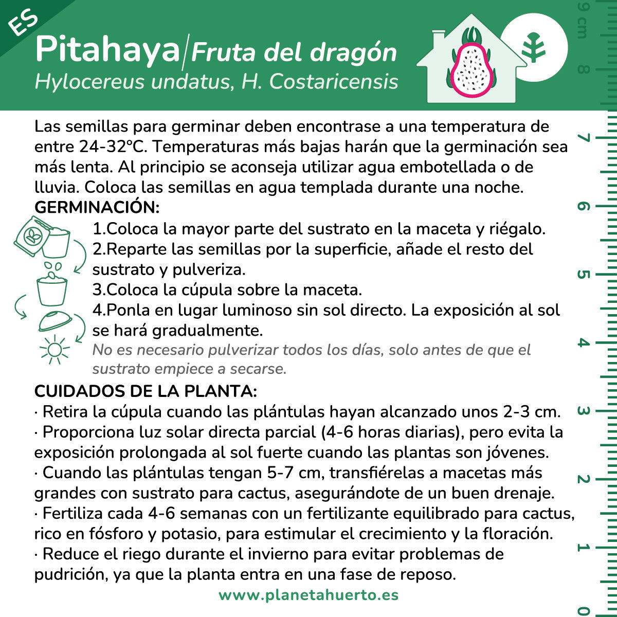 Drachenfrucht Pitahaya Bausatz für den Selbstanbau Planeta Huerto