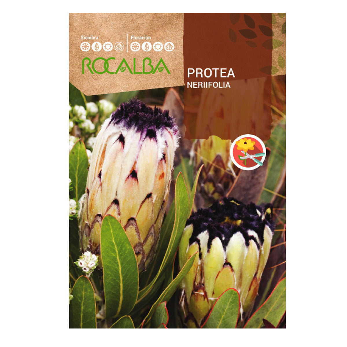 Graines de Protea Nerifolia, Rocalba
