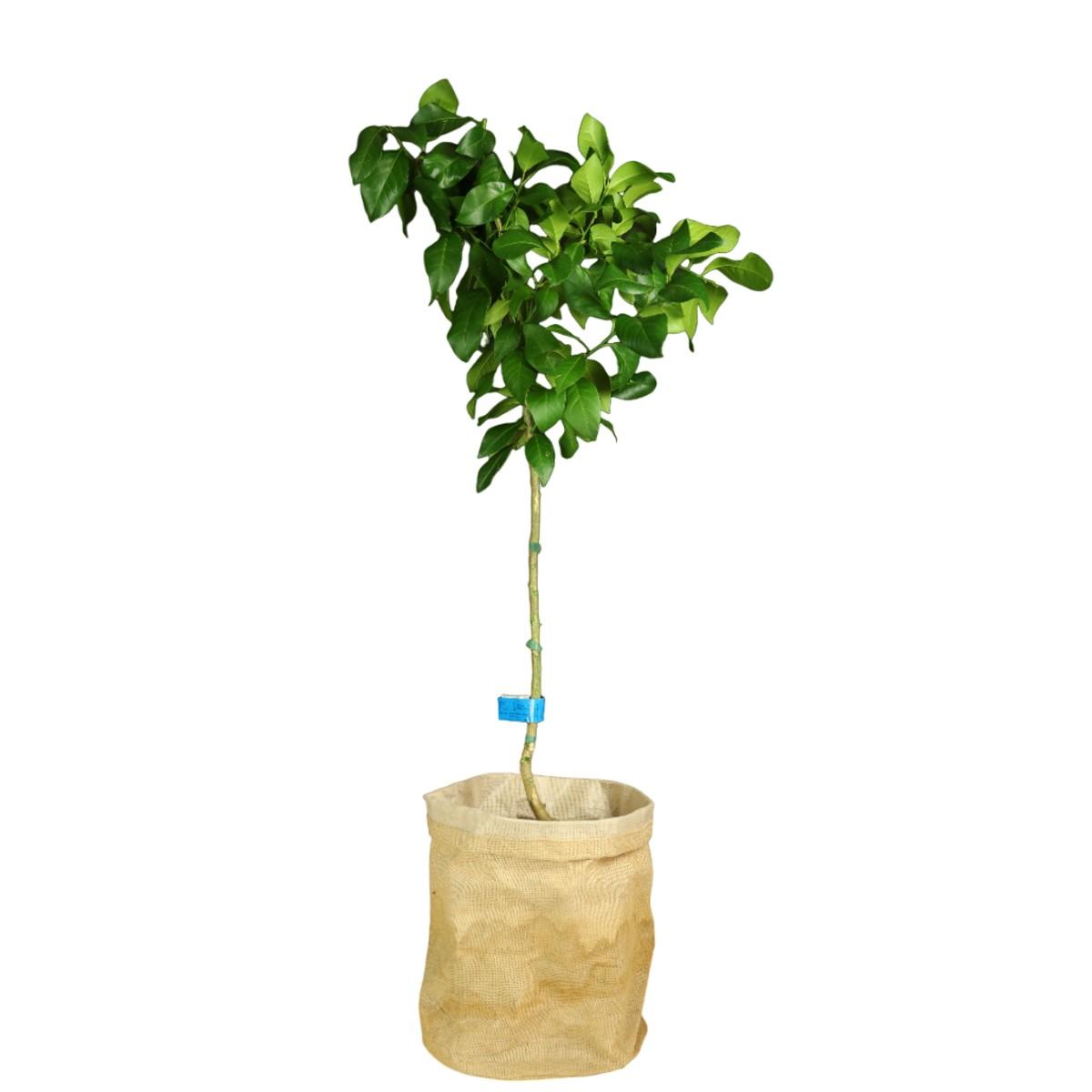 Sinaasappelboom - Citrus sinensis 120 - 140 cm