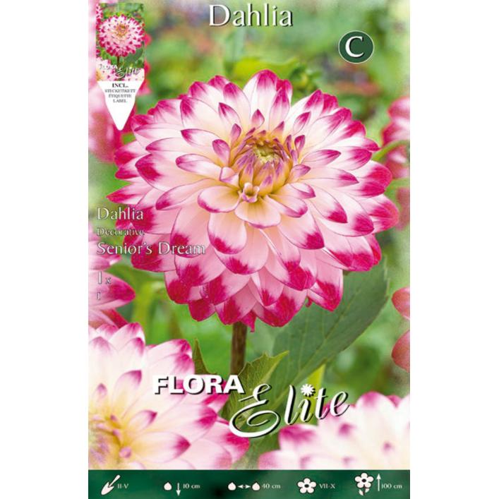 White decorative dahlia bulb with pink tip, 1 unit