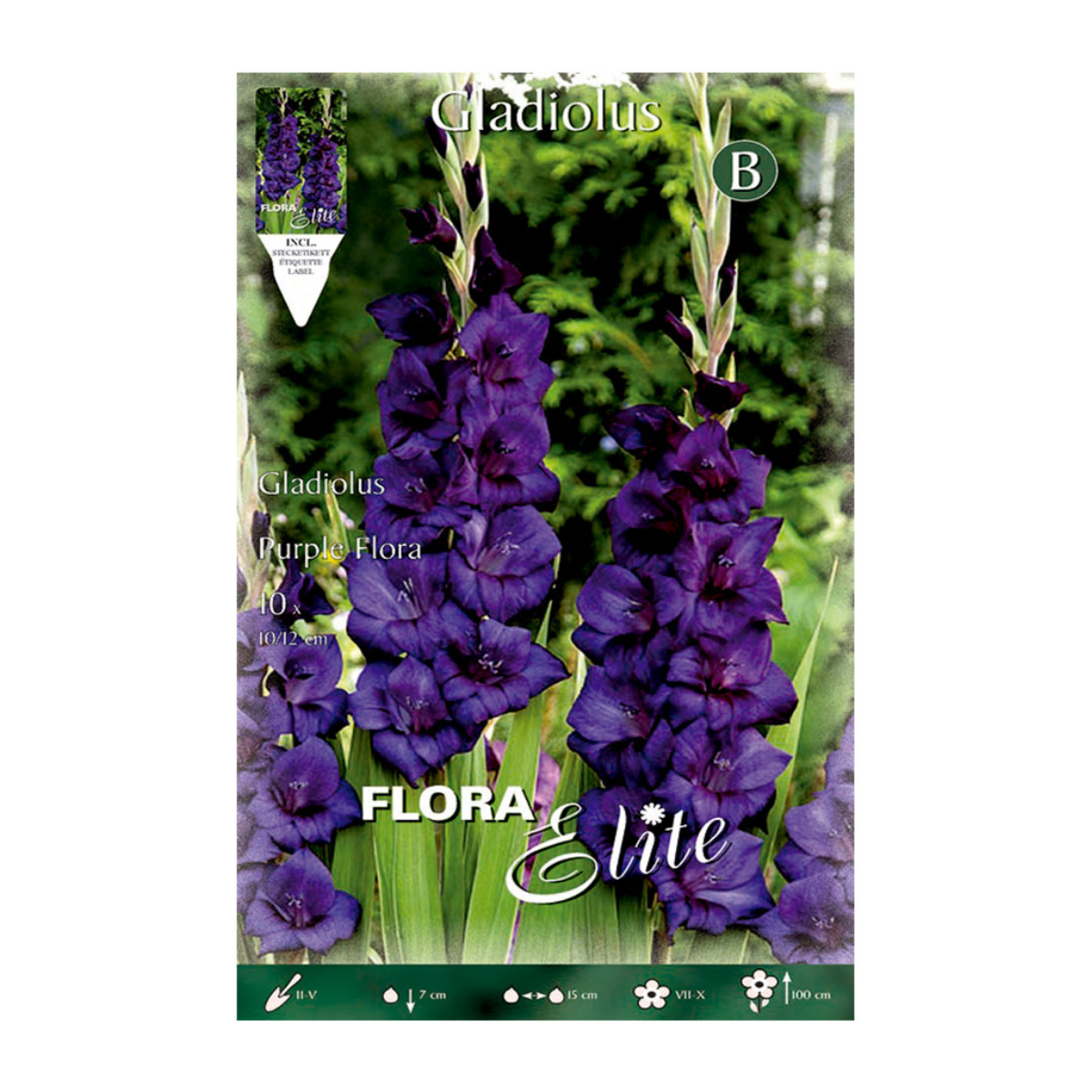 Paarse gladiolenbollen 10 stuks