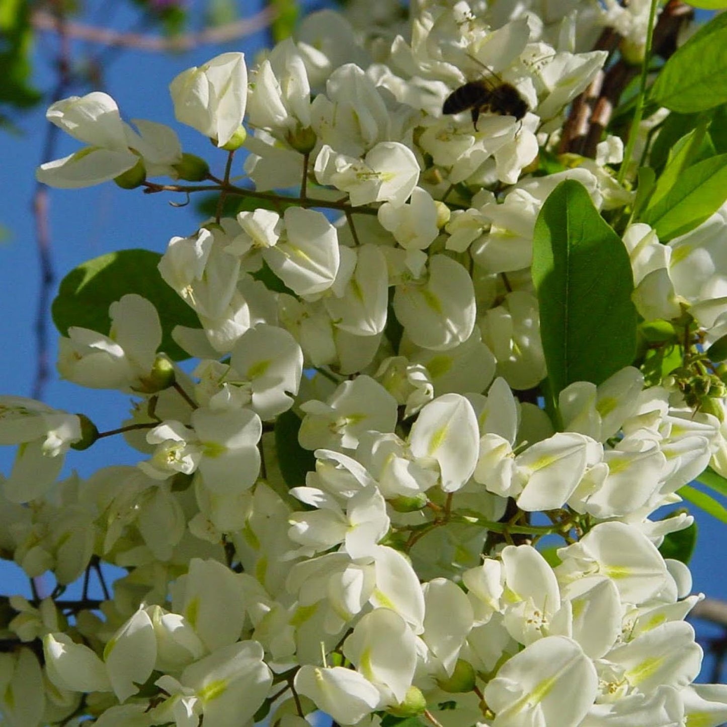 Biologische acaciahoning Bona Mel, 450 g