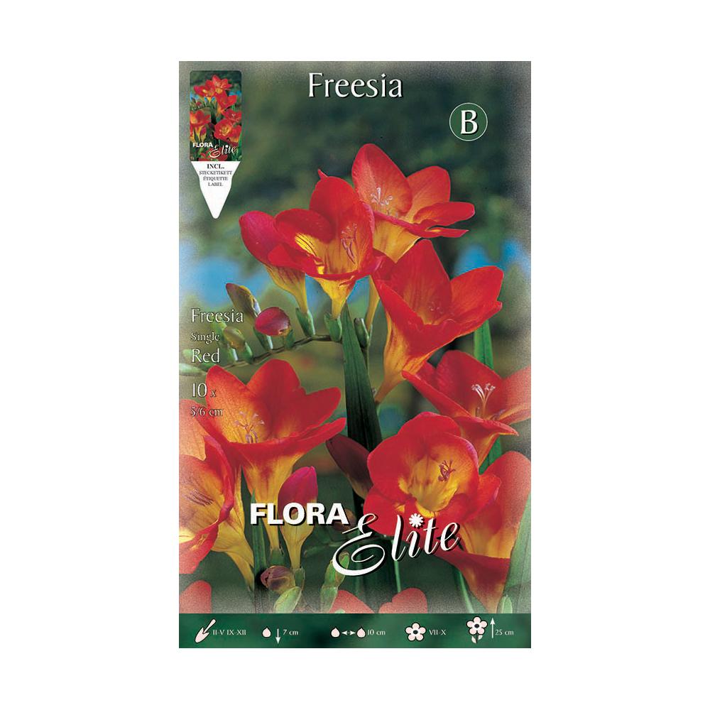 Bulbes de freesia rouge simple 10 unités
