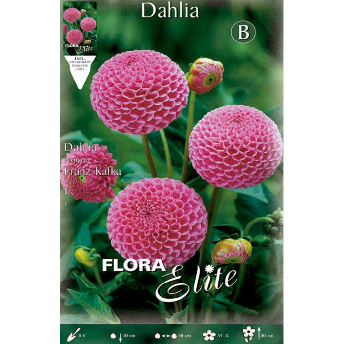 Dahlienknolle Pom Pom rosa