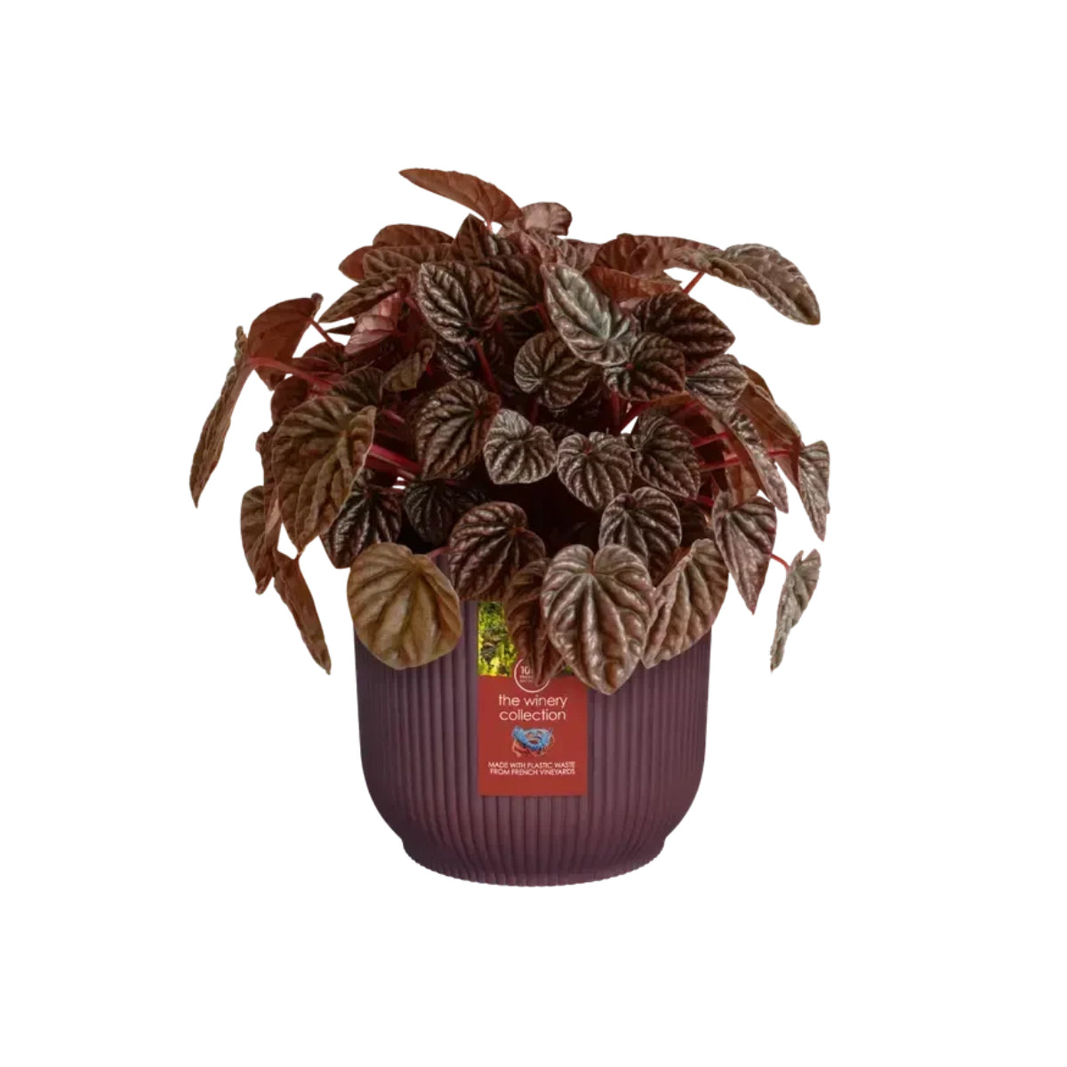 Vaso riciclato Winery rosso bordeaux Elho 16 cm