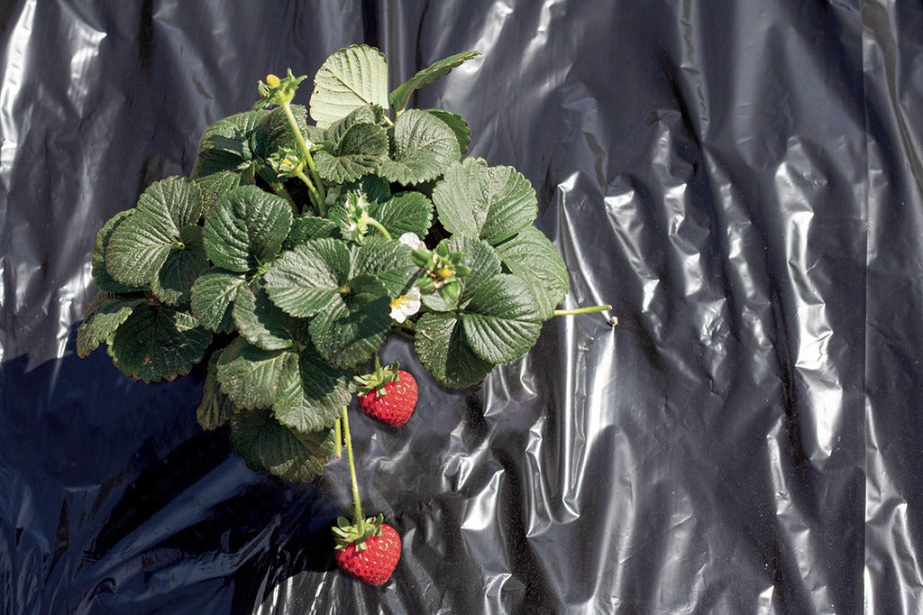 Fresafilm Nortene-plastfolie 1,4 x 10 m