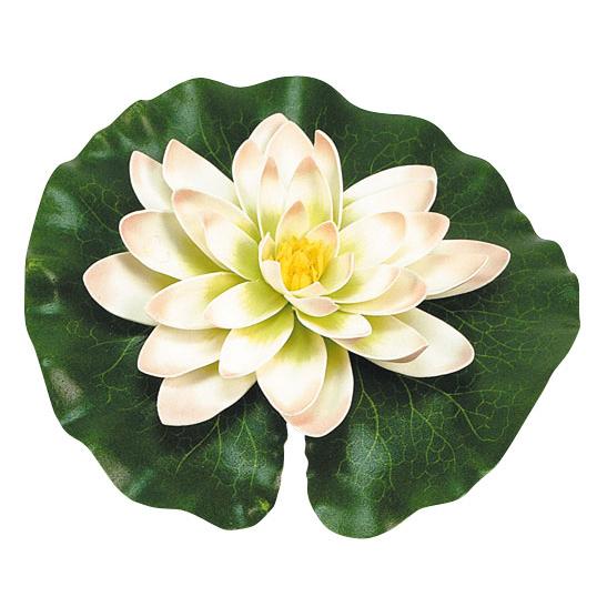 Nénuphar blanc avec gouttes