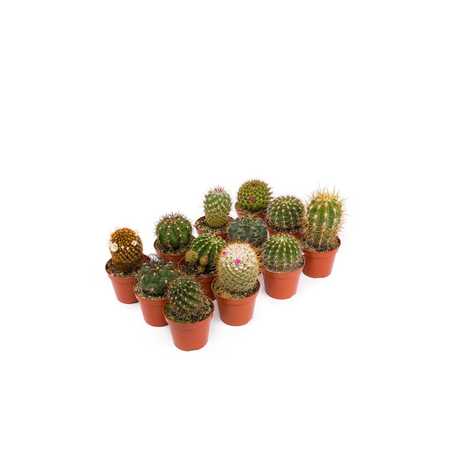 Bandeja Cactus 8,5 cm 12 und