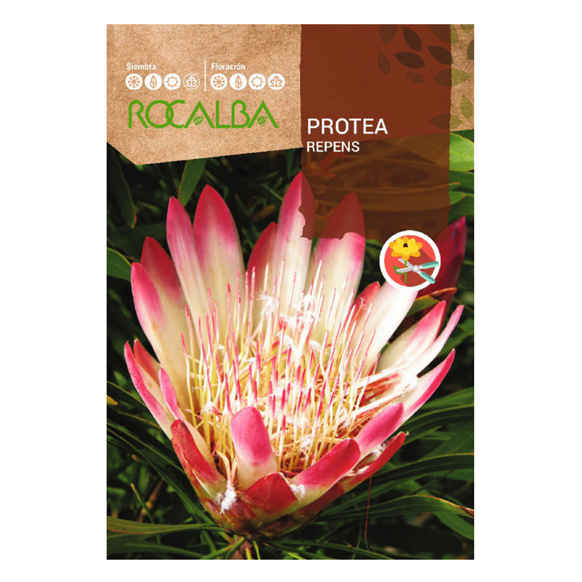 Graines de Protea Repens, Rocalba