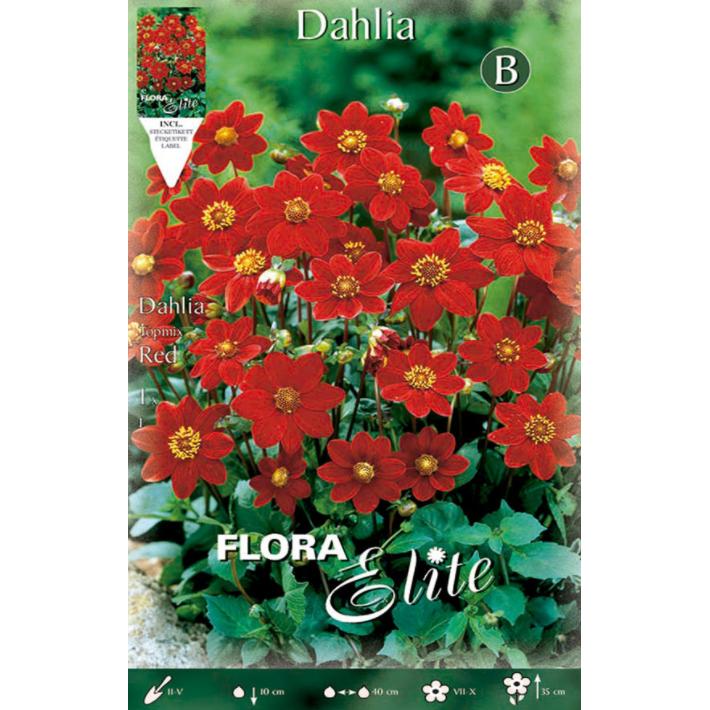 Rode Baby-dahlia-bol 1 stuk