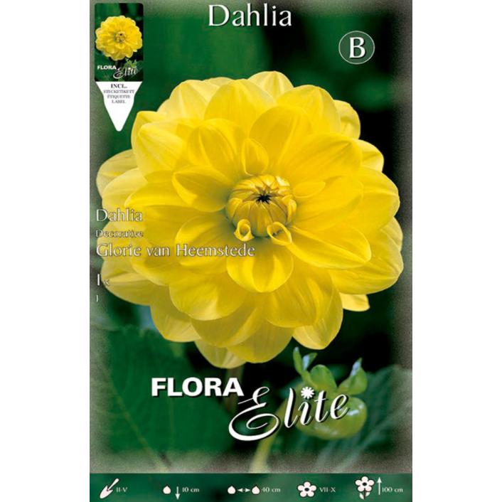 Pure yellow decorative dahlia bulb 1 pc