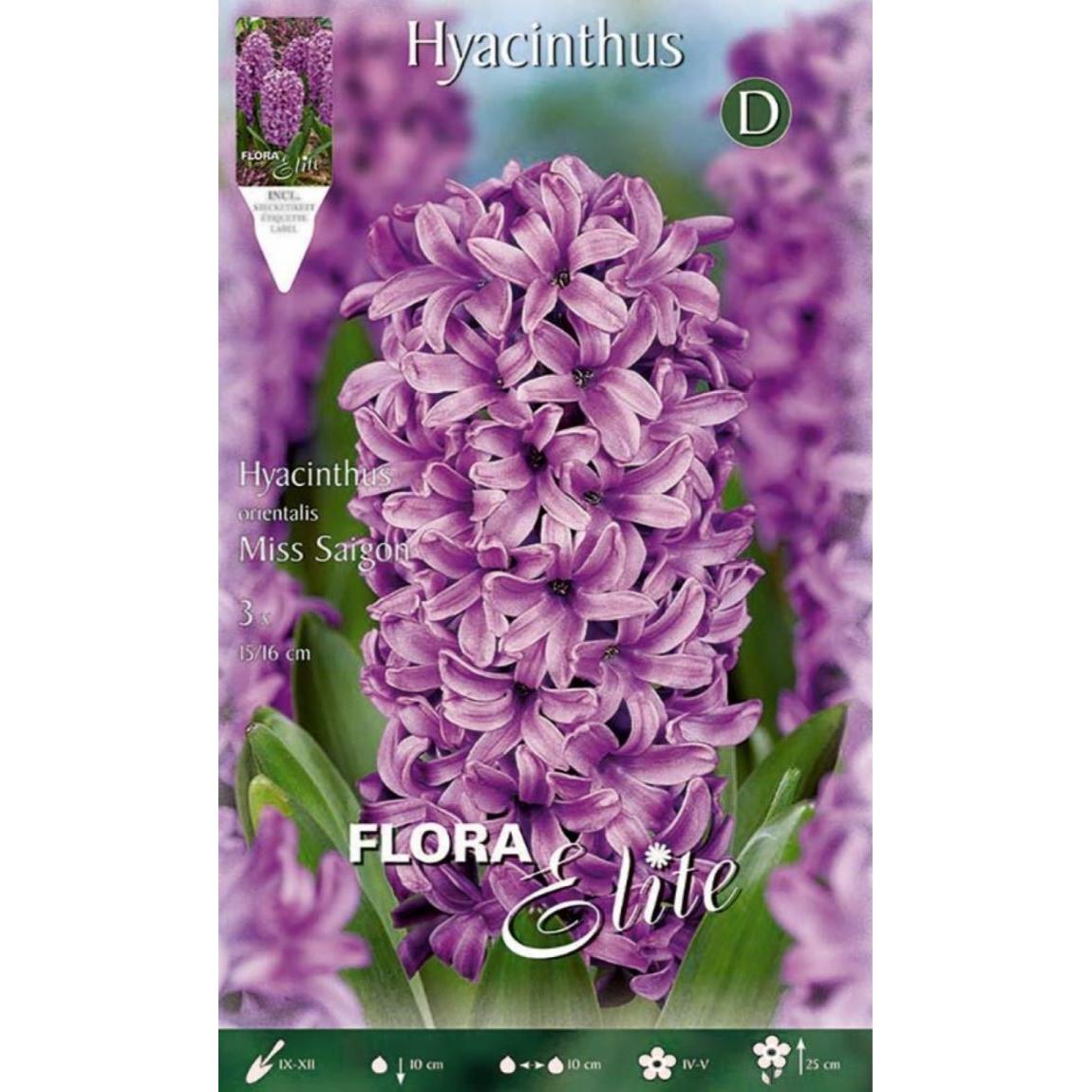Violet Hyacinth Bulbs, 3 pcs