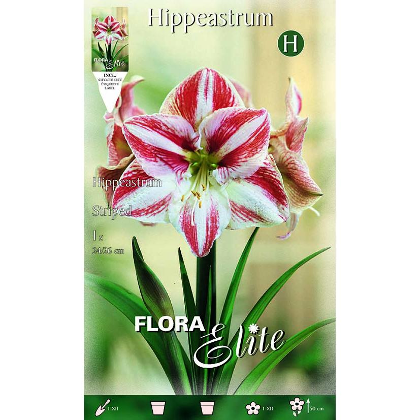 Red and white striped amaryllis bulb 1 pc