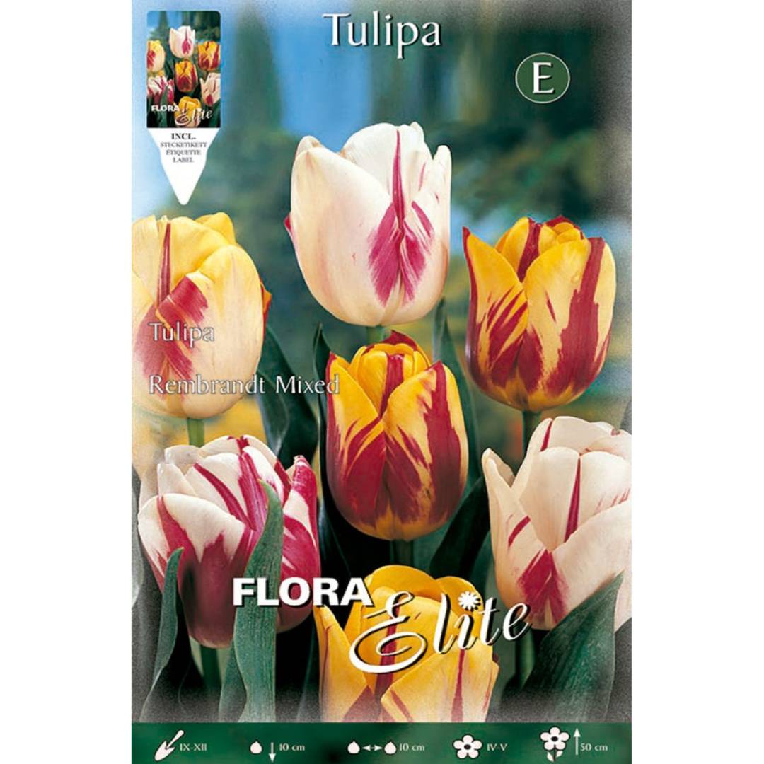 Rembrandt tulip bulbs, mixed, 7 units