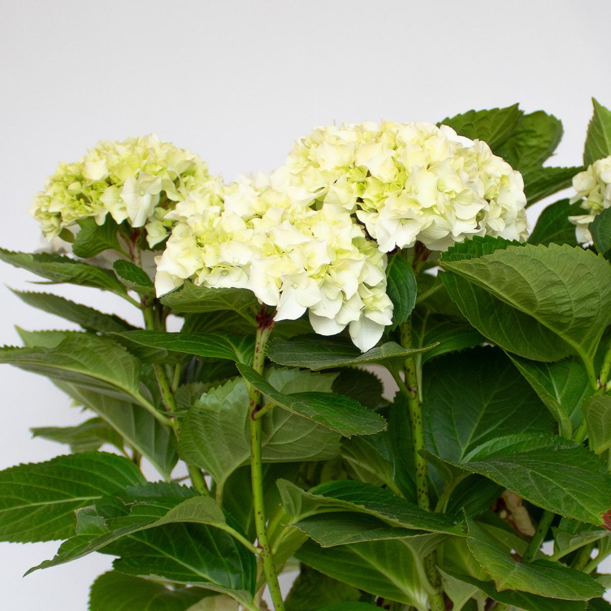 Witte hortensia 50-60 cm