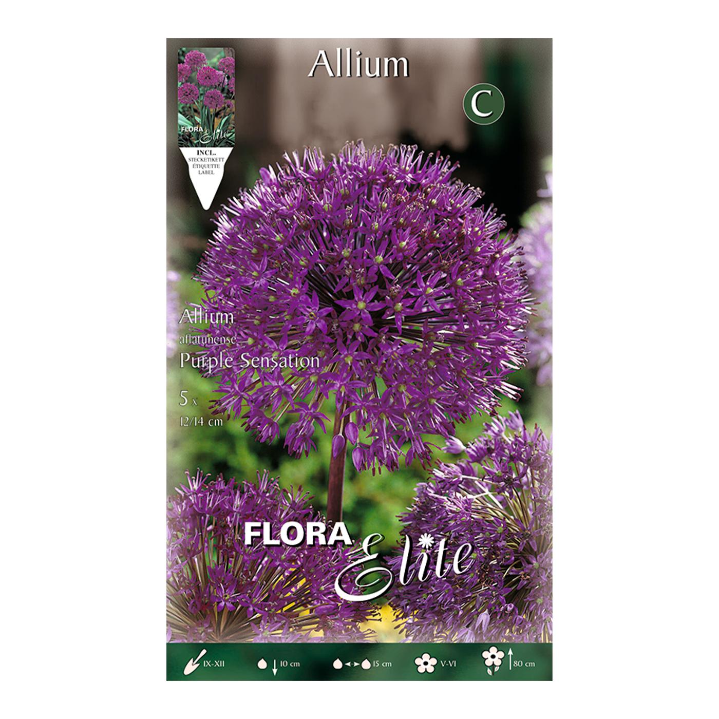 Bulbi Allium aflatunense viola 5 pezzi