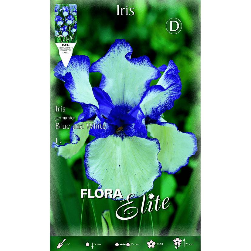 Bulbo Iris Germánica azul blanco 1 ud
