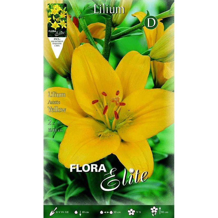 Cebulka Lilium asiatic żółta 2 szt.
