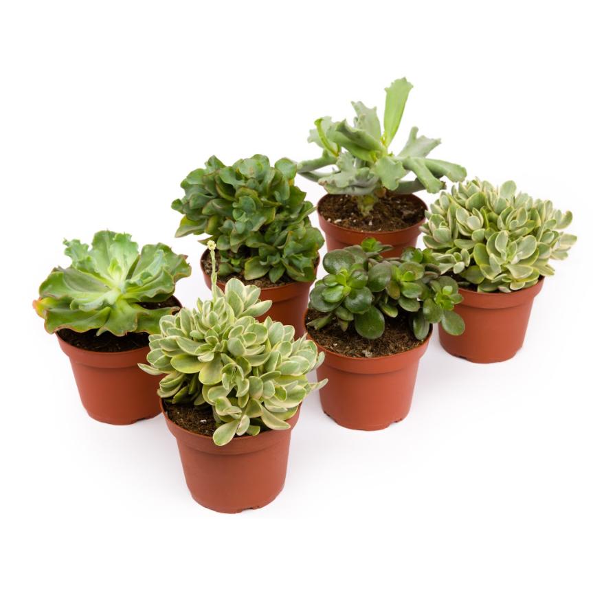 Crassulas Einheit 8,5cm