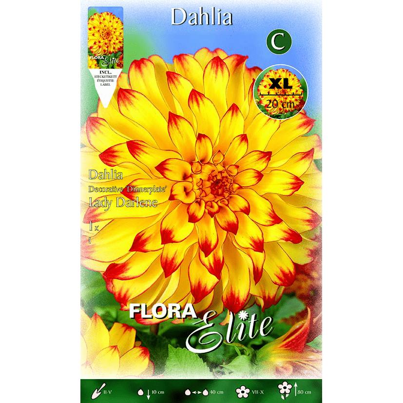 Dekorative Dahlienknolle, gelb mit roter Spitze