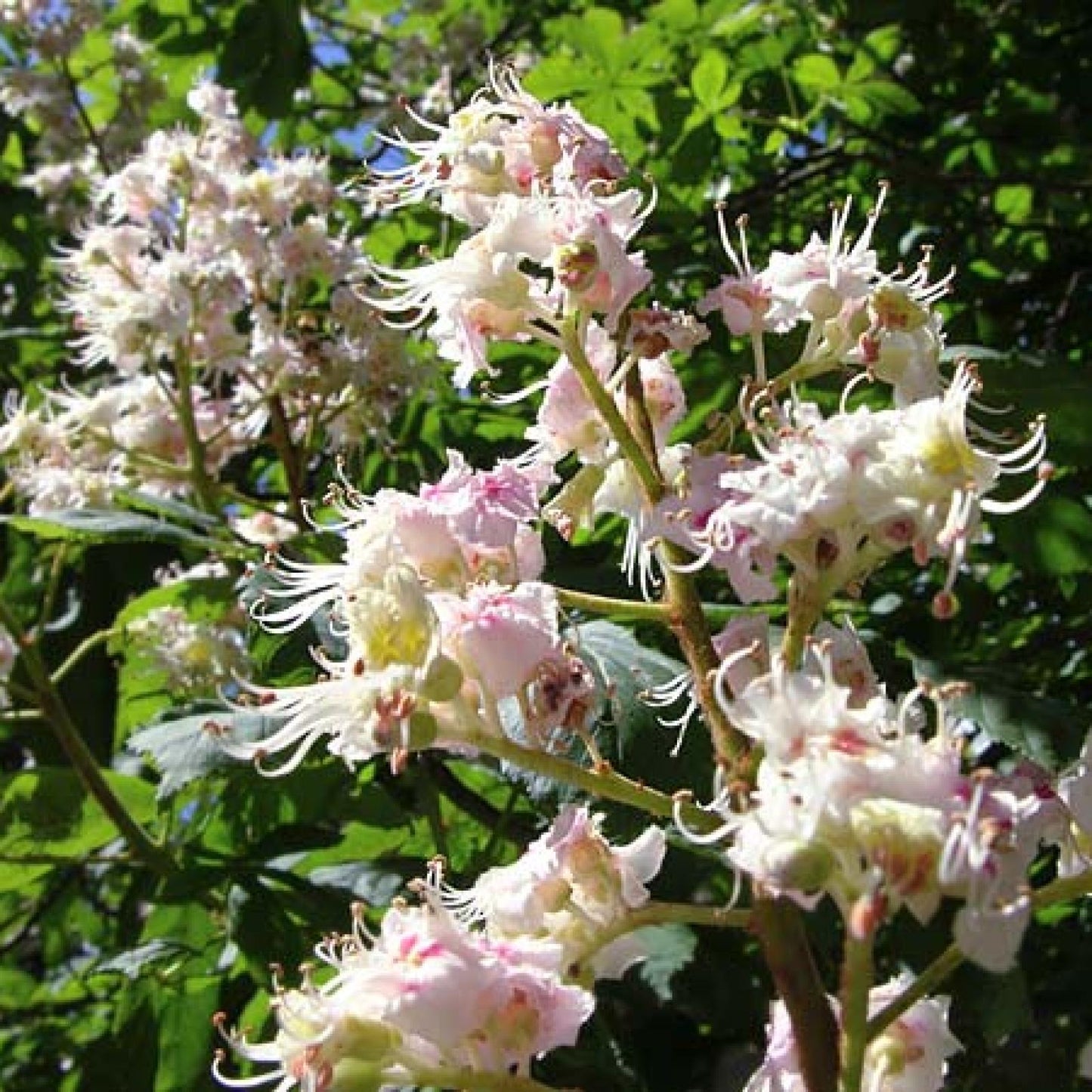 Ekologisk kastanjhonung, Bona Mel 900 g