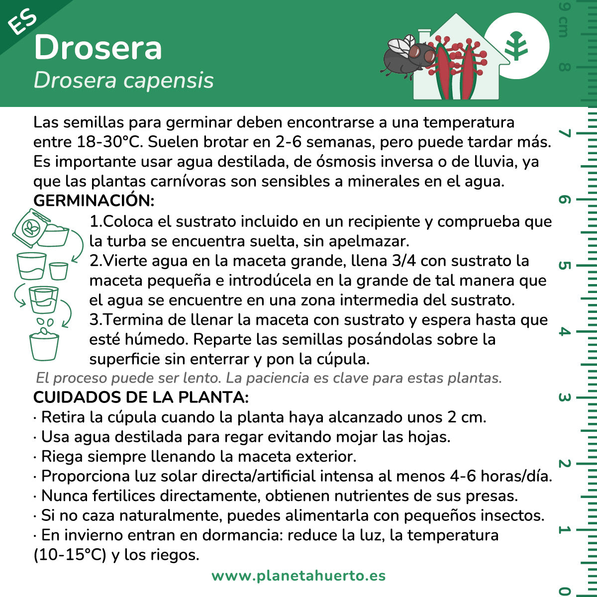 Kit di autocoltivazione Pianta carnivora Drosera Drosera Planeta Huerto