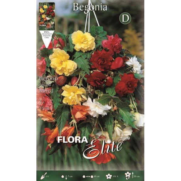 Bulbo Begonia Pendula multicolore 3 pz