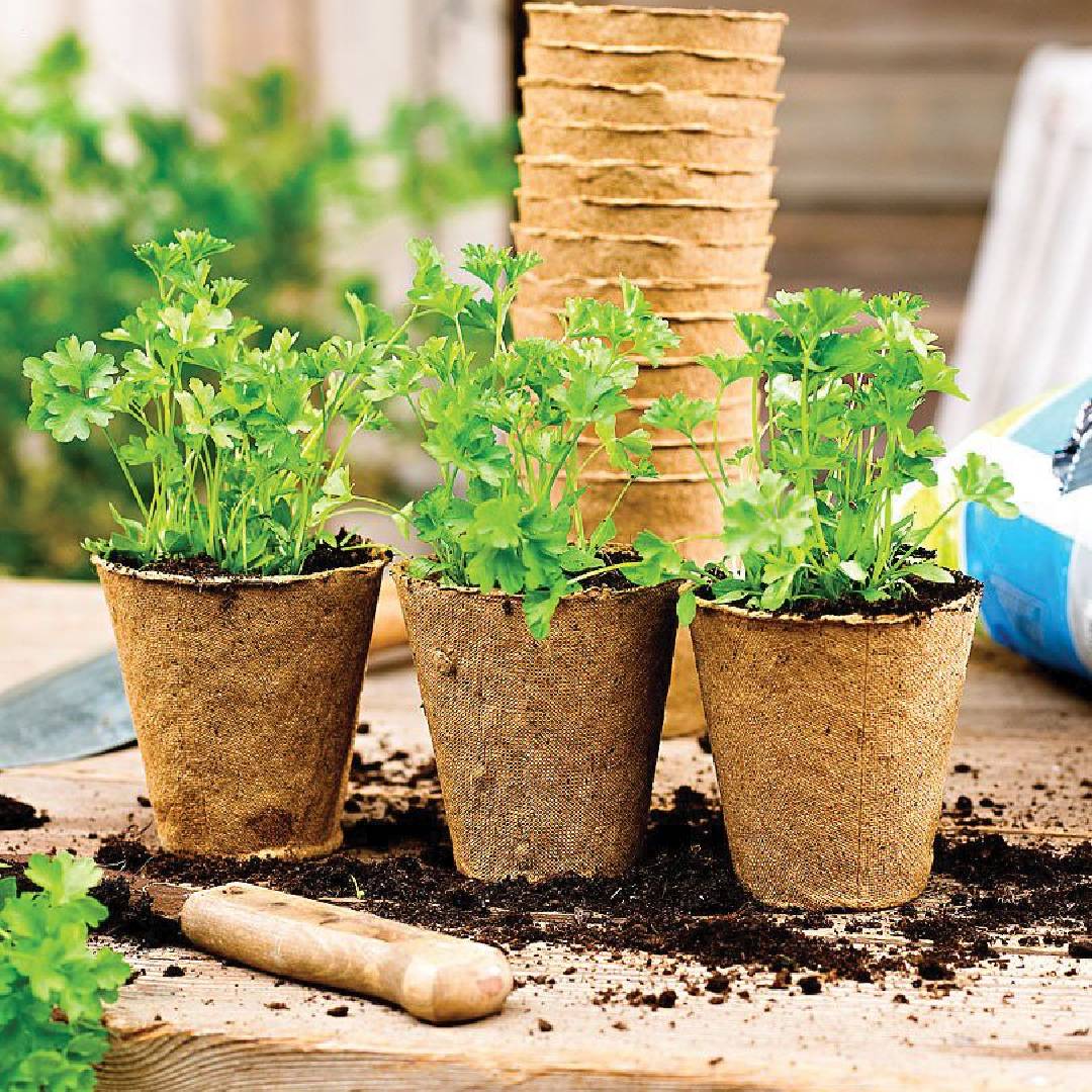 Runde Faserpflanzmaschine für Saatbeete Planeta Huerto 24 Stück