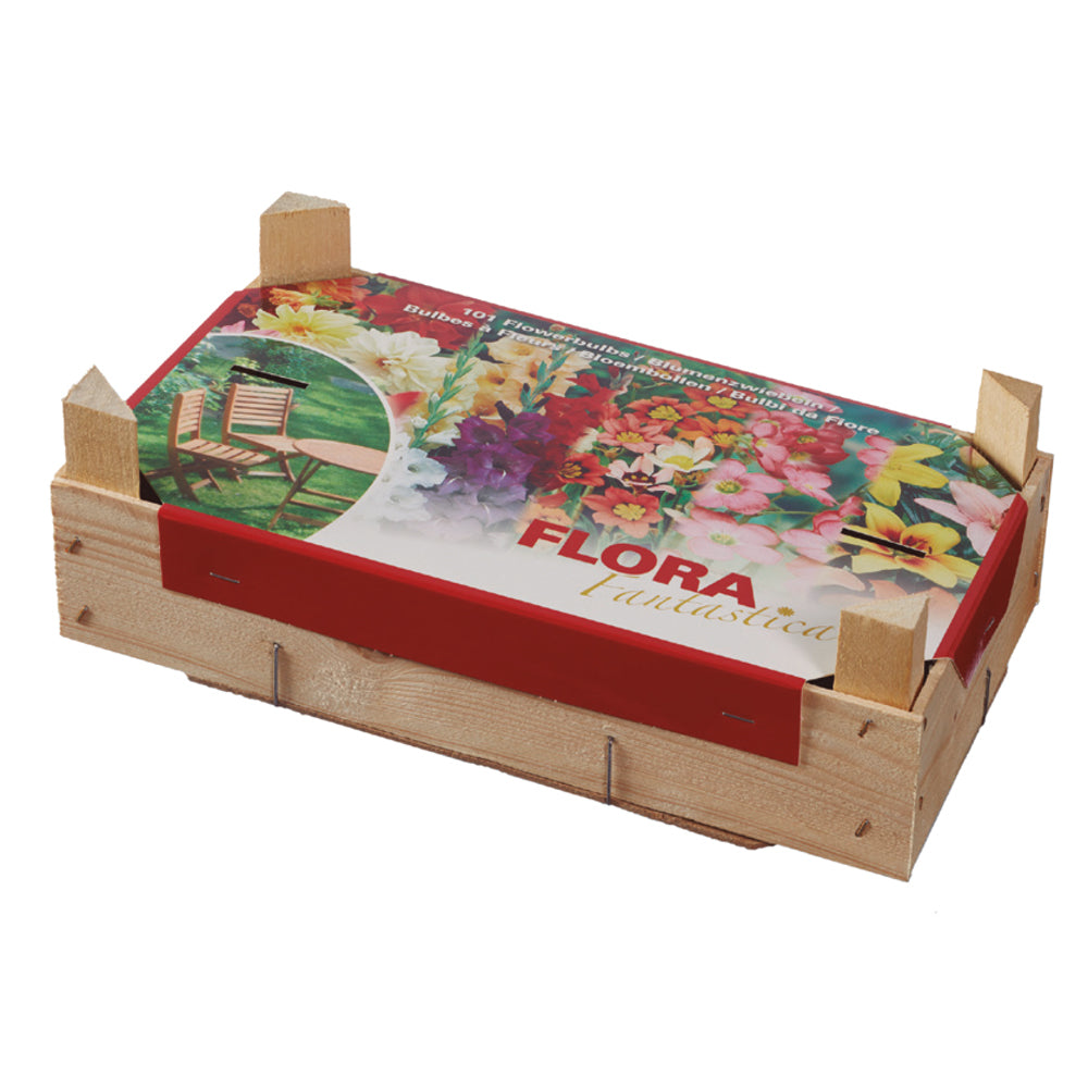Schachtel Tray Mix Frühlingszwiebeln Elite 100 Stück