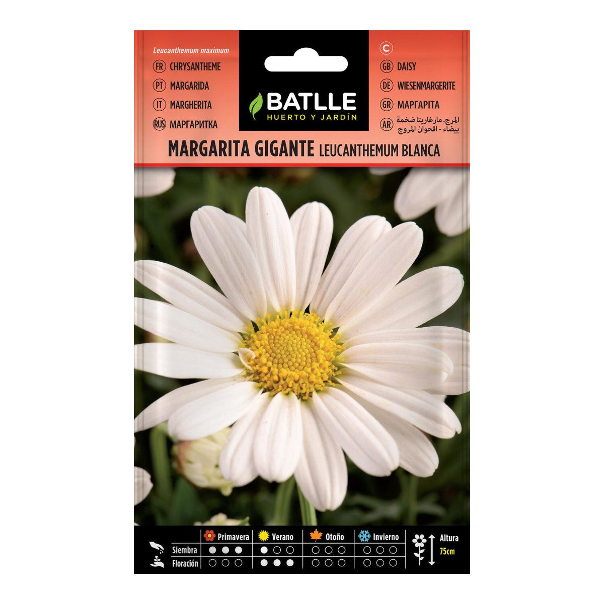 Giant Daisy Seeds Batlle