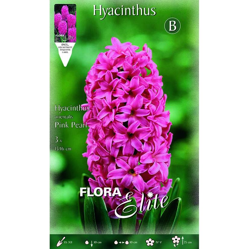 Strong Pink Hyacinth Bulbs 3 pcs