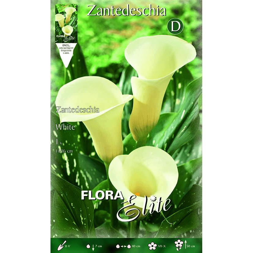 Weiße Calla-Zwiebel 1 Stück