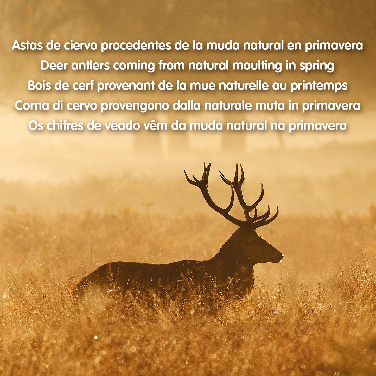 Corno di cervo Masticabile naturale per cani Arquivet S 15-39 g