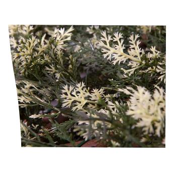 Extendable cypress trellis 1x1.5 m