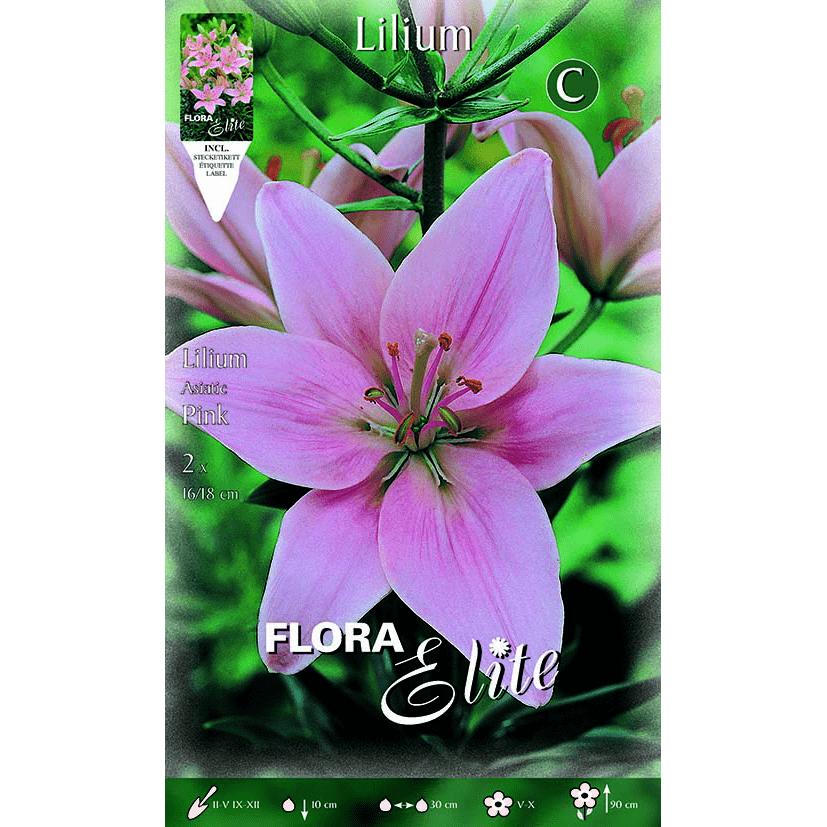 Pink Asiatic Lily Bulbs, 2 pcs