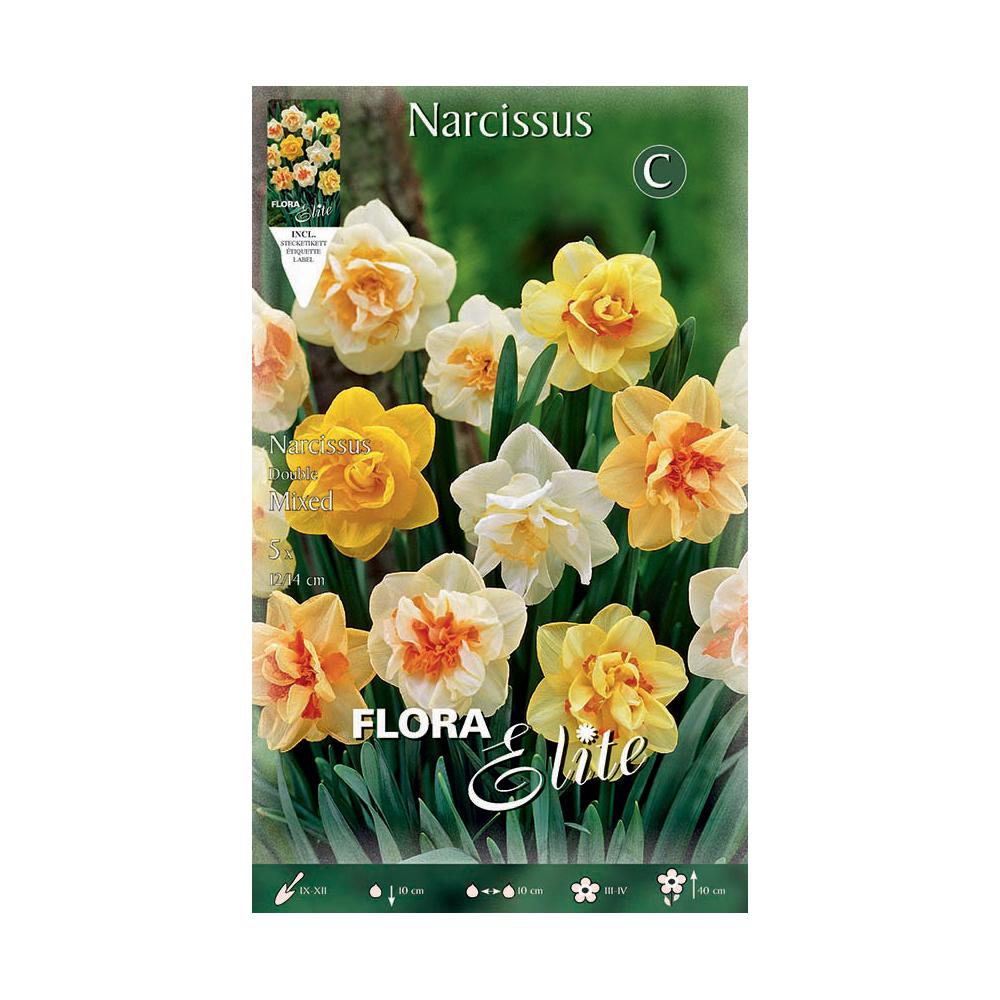 Corona daffodil bulbs, mix of 5