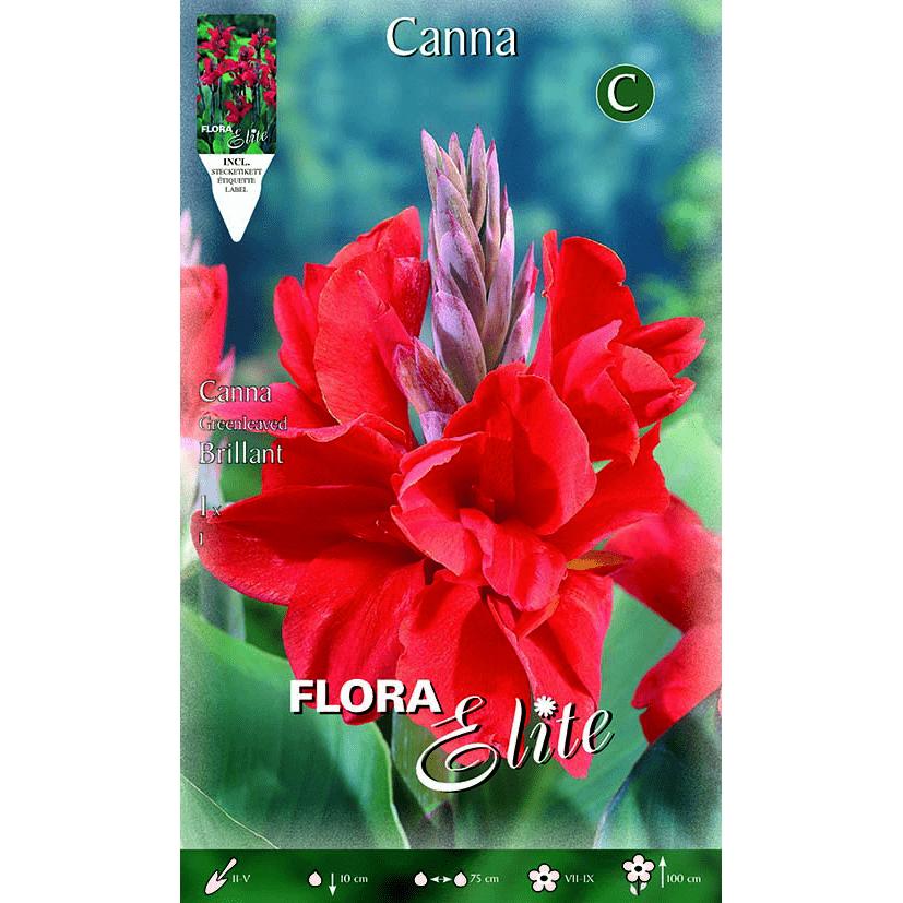 Rote Canna-Zwiebel mit dunklem Blatt 1 Stück