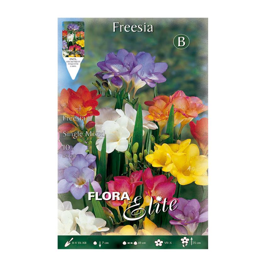 Freesia bulbs, single mix, 10 pcs