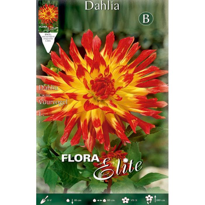 Dahlienknolle Cactus gelb mit roter Spitze 1 Stück