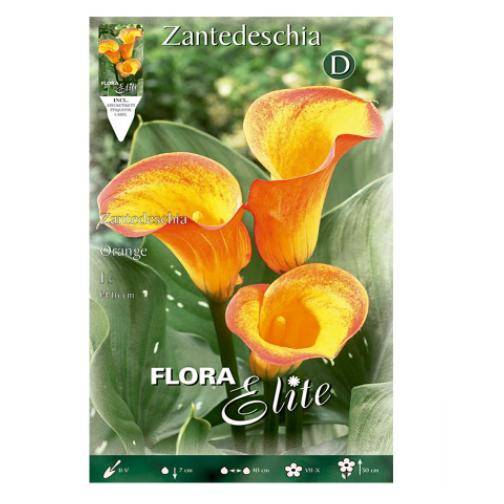 Gelb-orangefarbene Calla-Zwiebel 1 Stück